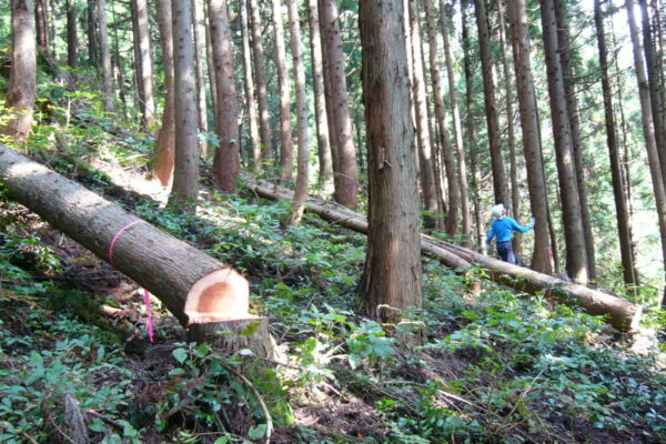 里山の立木の伐採